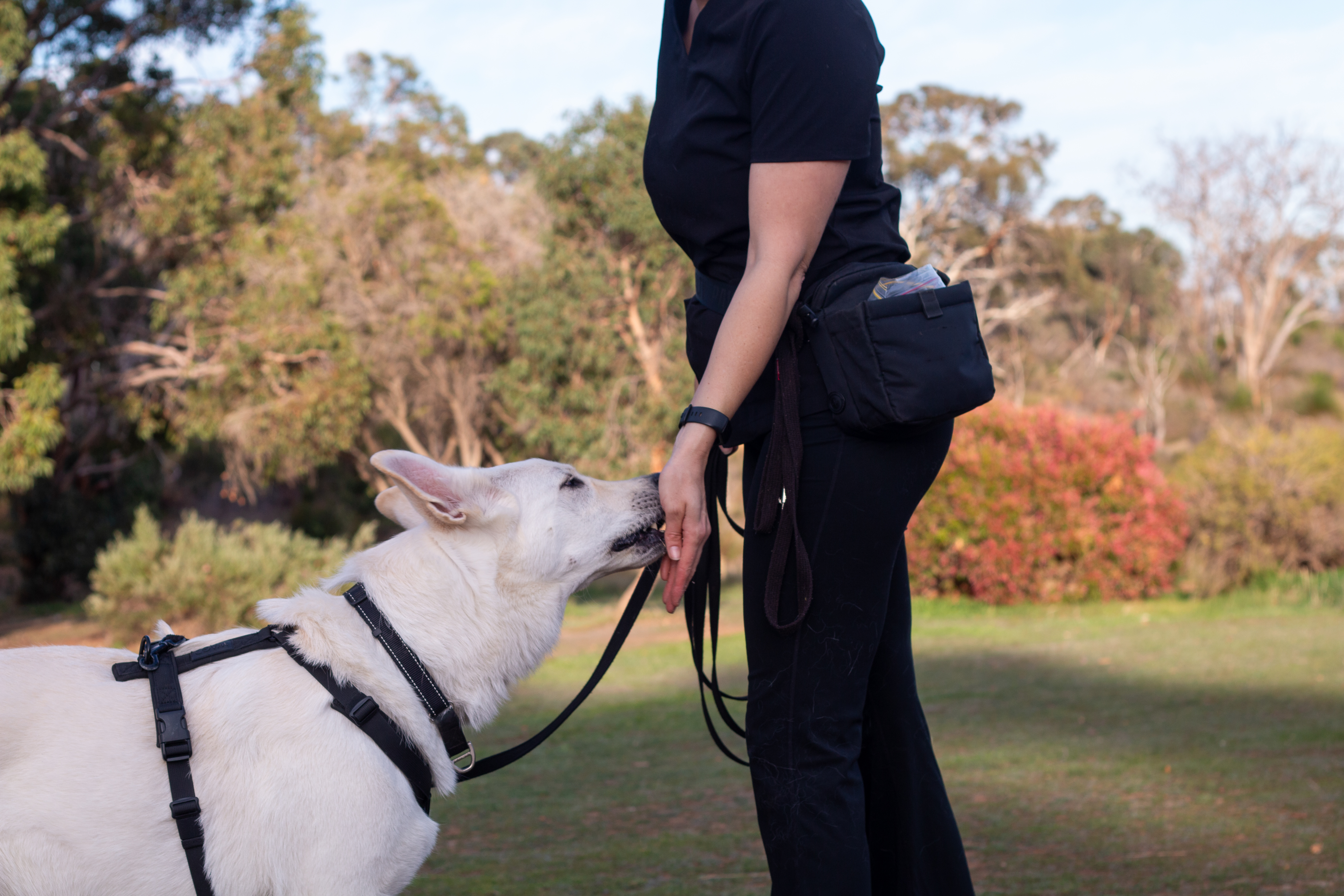 Dog training