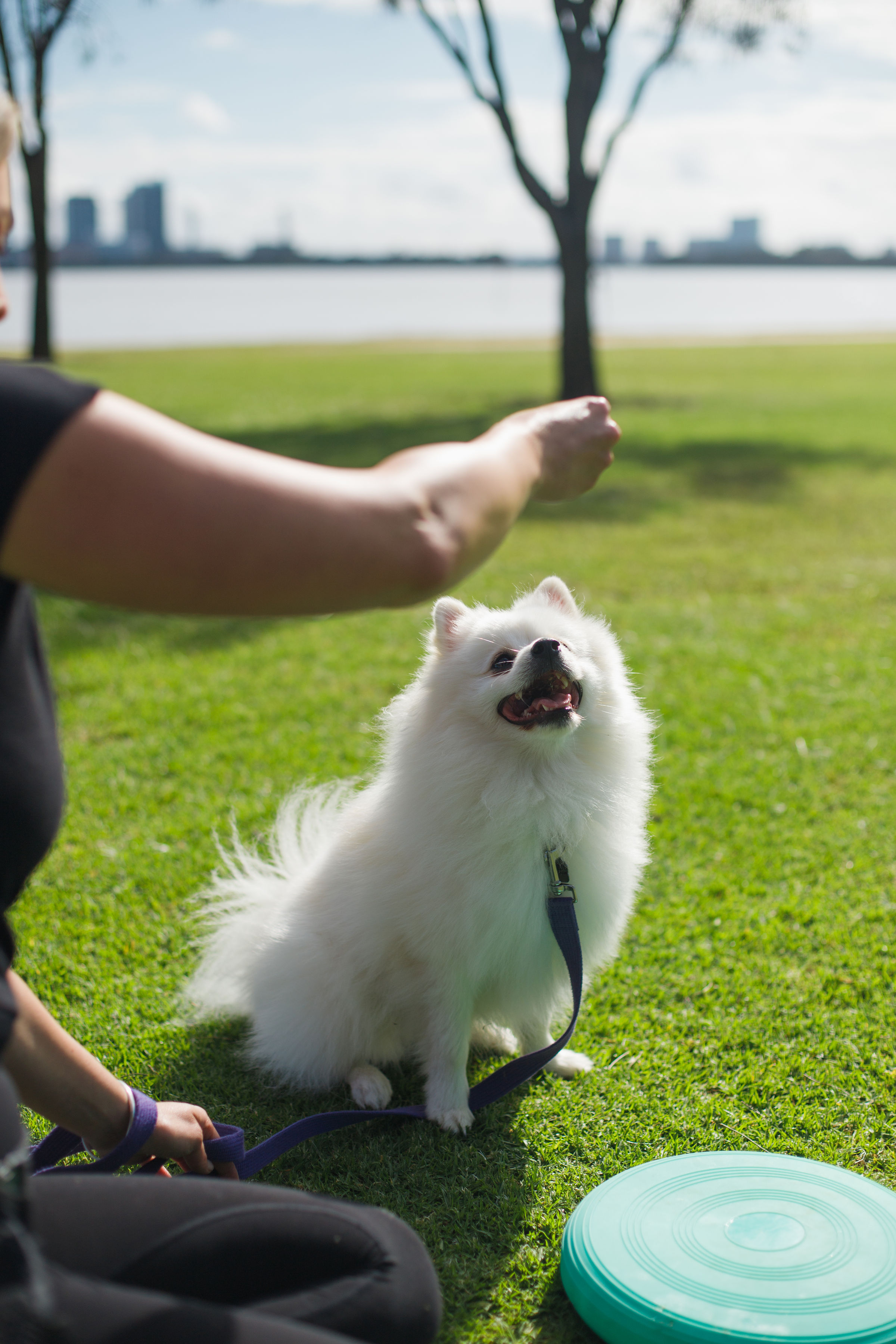 Dog and owner